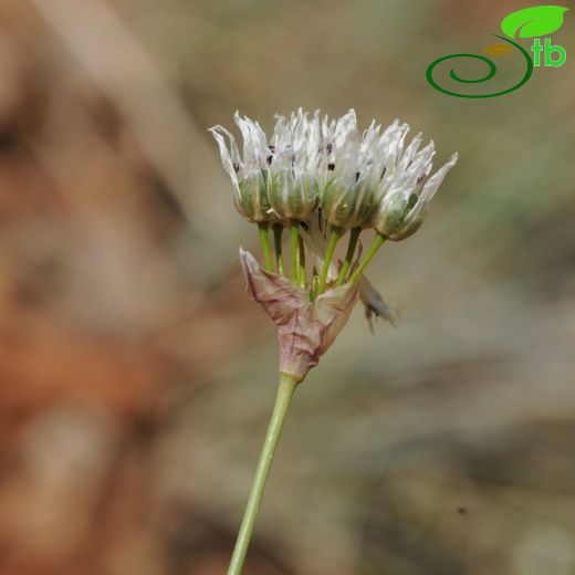 Allium ertugrulii