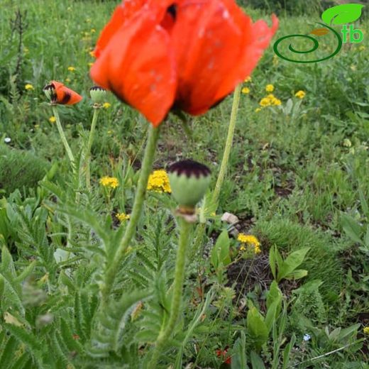 Papaver pseudo-orientale