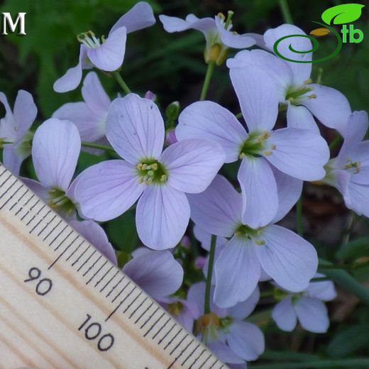 Cardamine pratensis