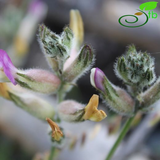 Astragalus-Geven