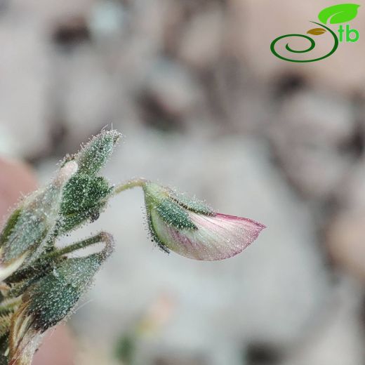 Ononis basiadnata