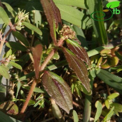 Euphorbia-Sütleğen