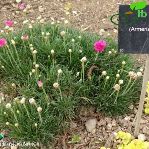 Armeria maritima