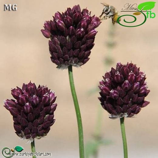 Allium scorodoprasum