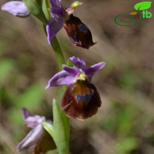 Ophrys argolica