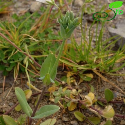 Cerastium chlorifolium