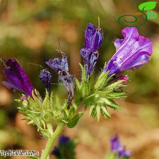 Echium vulgare