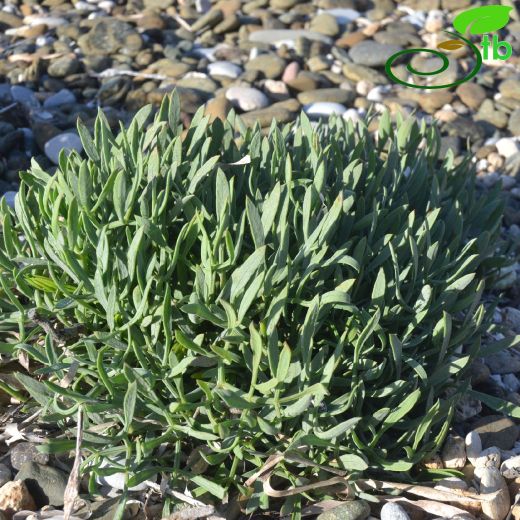 Crithmum-Denizteresi