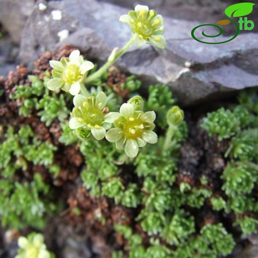 Saxifraga exarata