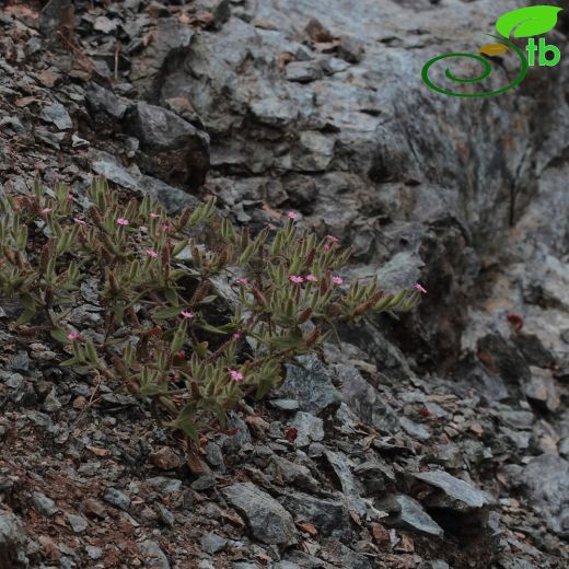 Saponaria viscosa