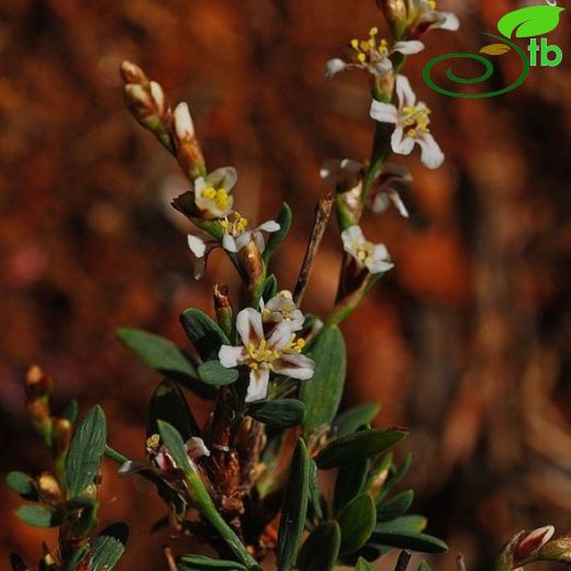 Polygonum karacae