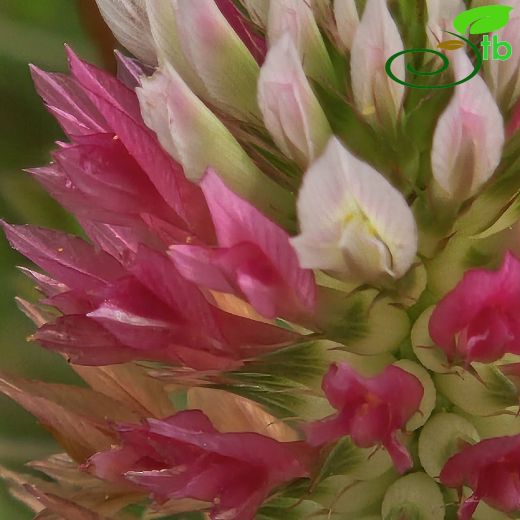Trifolium vesiculosum