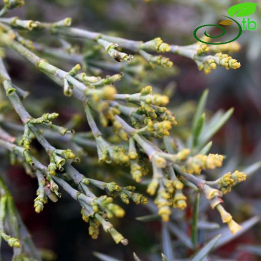Arceuthobium oxycedri