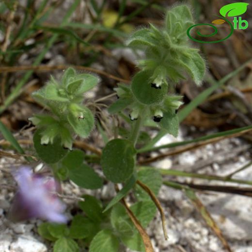 Sideritis lanata