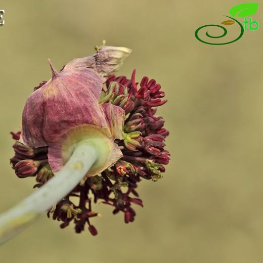 Allium cardiostemon