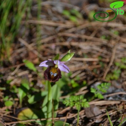 Ophrys argolica