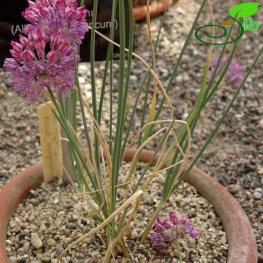 Allium czelghauricum