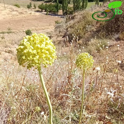 Allium chrysantherum