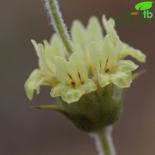 Sideritis libanotica