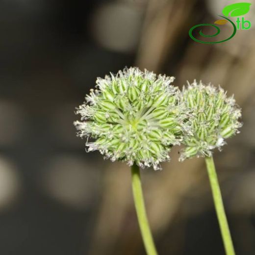 Allium yamadagensis