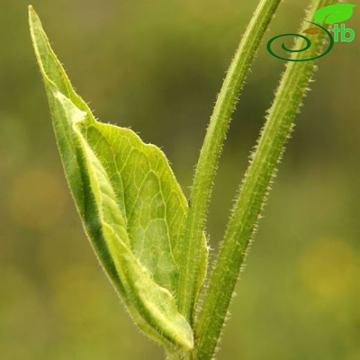 Doronicum macrolepis