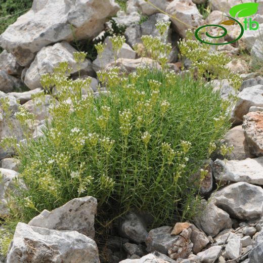 Sabulina juniperina