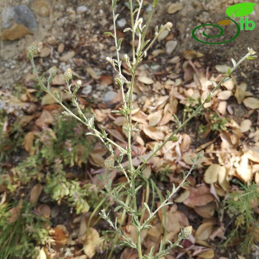 Asteraceae-Papatyagiller