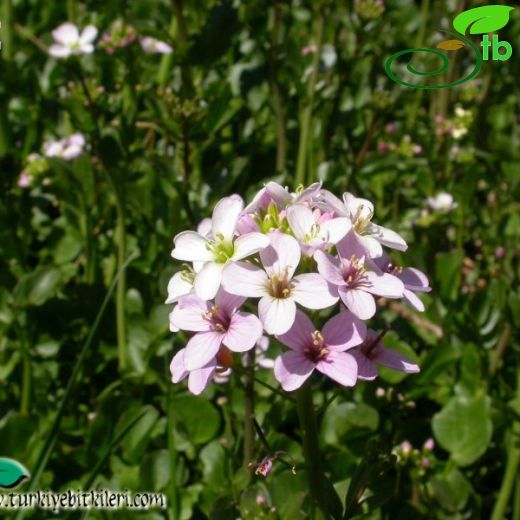 Cardamine raphanifolia