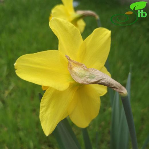Narcissus-Nergis