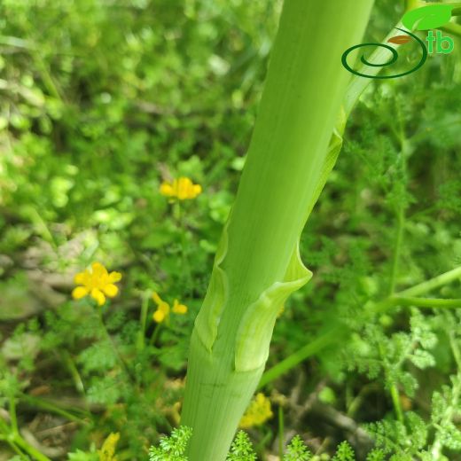 Apiaceae-Maydanozgiller