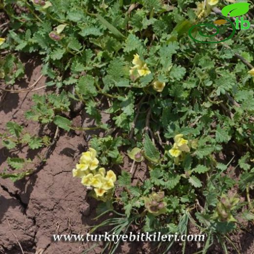Subsp. virens