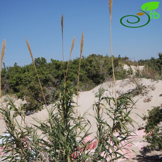 Arundo donax