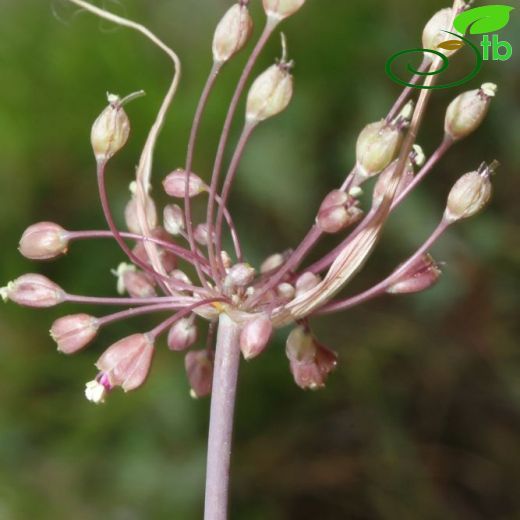 Allium stamineum