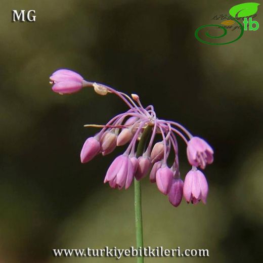 Allium sivasicum