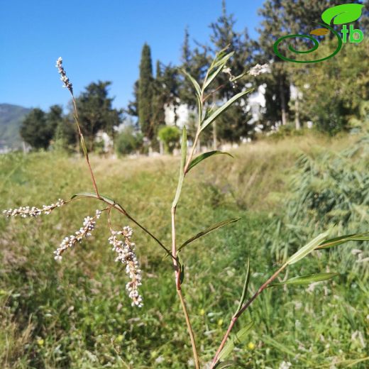 Polygonaceae-Madımakgiller