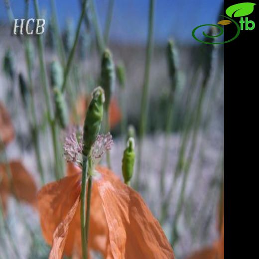 Papaver triniifolium