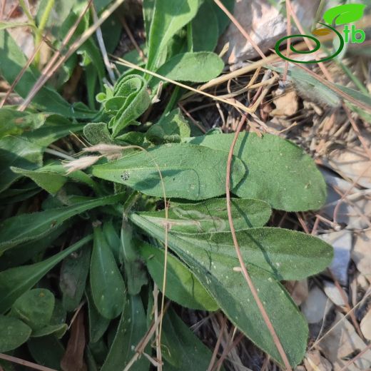 Chrysophthalmum dichotomum