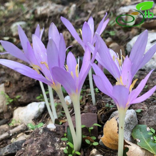 Colchicum baytopiorum