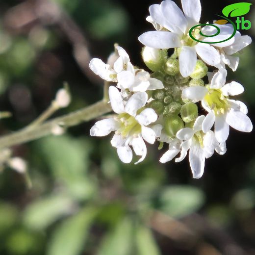 Brassicaceae-Turpgiller