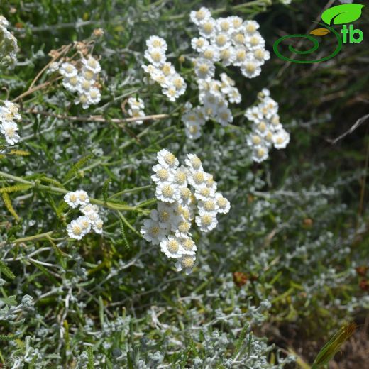 Achillea cretica