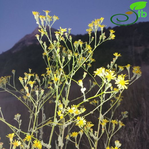 Senecio mollis