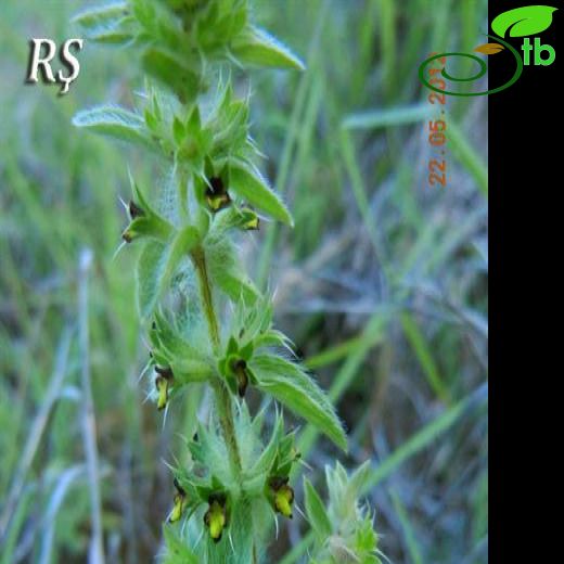 Sideritis montana