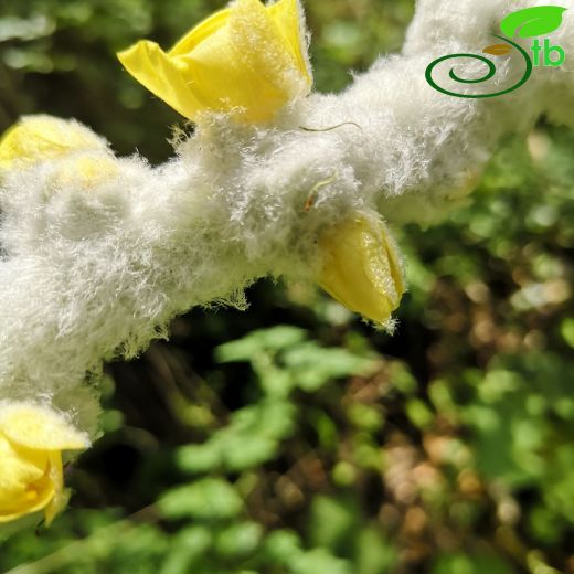Verbascum-Sığırkuyruğu