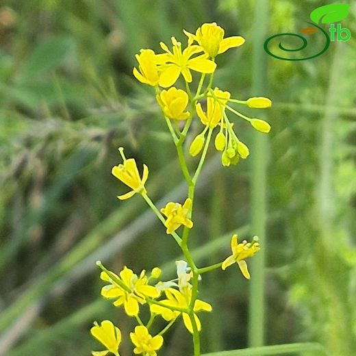 Rorippa thracica