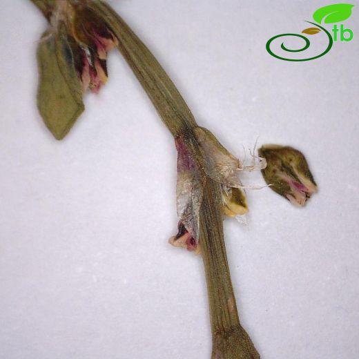 Polygonum aviculare