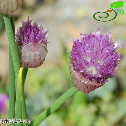 Allium schoenoprasum