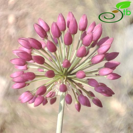 Amaryllidaceae-Nergisgiller