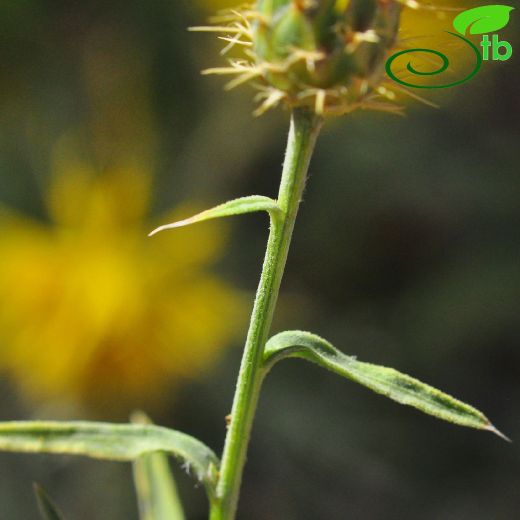 Centaurea drabifolia