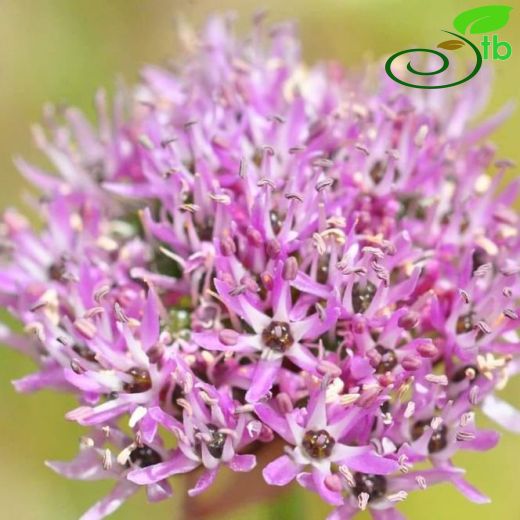 Allium lycaonicum