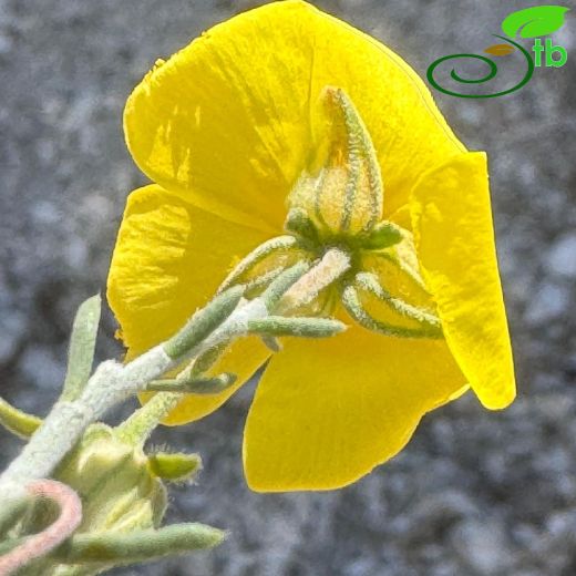 Cistaceae-Ladengiller
